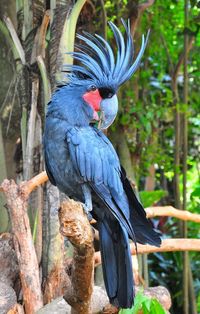 Hyacinth Macaw (Anodorhynchus hyacinthinus)