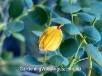 Capparis spinosa var. nummularia – Coastal Caper | Gardening With Angus