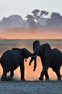 Elephants at play