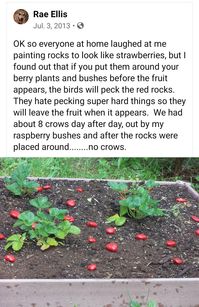 Put painted berry rocks around your bushes before the fruit grows. Birds hate to peck at hard things like rocks, so by the time they figure out to not peck in that area and eat the fruit, your fruit is safe when it grows!