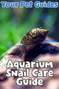 Aquarium Snail Care Guide