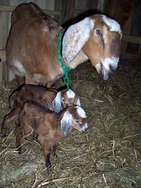 BRIAR MTN FARM NUBIAN DAIRY GOATS FOR SALE IN ROCKY MOUNT, VIRGINIA SPOTTED NUBIANS NUBIAN DOE NUBIAN BUCK 540-263-0658