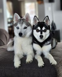 Alaskan Klee Kai | Arrow&Lily, they are 3 weeks apart and from 2 different breeders | Facebook