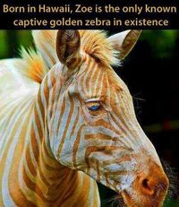 The only Golden Zebra in existence.