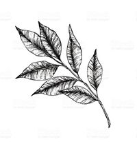 Hand drawn vector illustration - branch with leaves. Tattoo ilustração de hand drawn vector illustration branch with leaves tattoo e mais banco de imagens de arte, cultura e espetáculo royalty-free