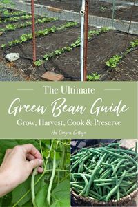 All things green beans! Everything you need to know about growing healthy, fresh green beans, plus a TON of recipes to preserve them through the winter - blanched and unblanched - and cook with them. Including roasted, sauteed, with bacon, baked, and crockpot recipes. #greenbeans #recipes #gardening #preserving