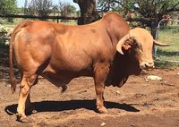 The Afrikaner Cattle Breeders' Society of South Africa