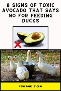 Avocados can be extremely toxic to ducks if ingested. Watch out for these 8 alarming symptoms that may indicate avocado poisoning.