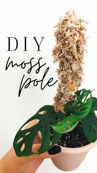 Difficulty: Easy     You’ll need  • A climbing plant   • A straw  • Scissors  • Moss (I used orchid)  • Wire or rope  • a spray bottle