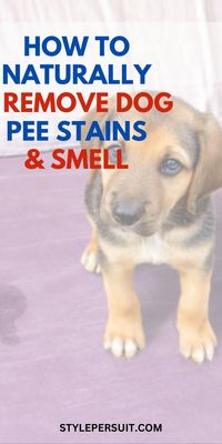 Discover effective ways to remove dog pee stains and odors from carpets, couches, beds, and more! Learn easy DIY cleaning hacks and tips to keep your home fresh and stain-free. 🐾✨ #PetCare #StainRemoval #CleaningTips