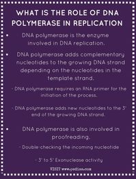 What is the Role of DNA Polymerase in Replication Check more at https://in4arts.com/what-is-the-role-of-dna-polymerase-in-replication.html