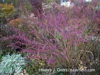 'Issai' Japanese beautyberry (Callicarpa dichotoma) with lamb's ears (Stachys byzantina) [November 17, 2007]; Nancy J. Ondra at Hayefield