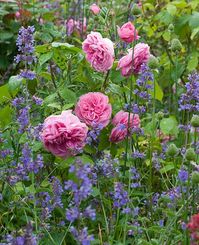 While the list of plants that look great when planted between and under roses is endless, Catmint (Nepeta) remains a favorite companion for roses. Many roses lose their bottom leaves as the season progress. Perfect at hiding the leggy stems of your roses, the lavender flowers of Catmint nicely complement any color scheme of your roses and form a lovely show against its gray-green foliage.