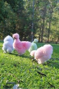 cotton candy silkie chicken