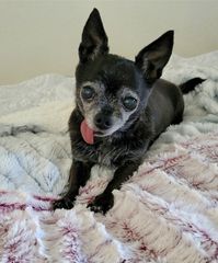 This is Daisy. She is my 13-year-old Chihuahua.