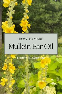 Ever heard of mullein ear oil? It’s an amazing natural remedy for soothing ear discomfort. Learn which part of the mullein plant to use, how to make your own infused oil, and tips for using it effectively. Read more to get the full step-by-step guide and bring some herbal comfort to your home.