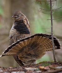 Grévol engolado - Ruffed Grouse - Kragenhuhn - Gélinotte huppée