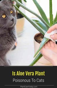 Is Aloe Poisonous to Cats? Research shows that cats might know it's toxic to them. But, they may choose to bite the toxic plant anyway.