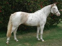 What is his base color? I don't think he's a Palomino - not vibrant enough. Thinking more of Cremelo or Champagne Cream...