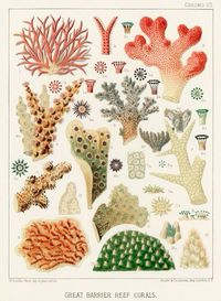 coral reef australia australian ocean fauna flora science scientific ephemera shuffles cutout journal scrapbook collage art print wall gallery museum vintage old 