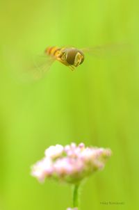 Airborne Hoverfly (Episyrphus balteatus)