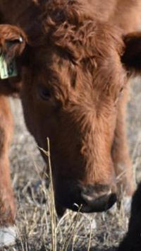 Red Angus