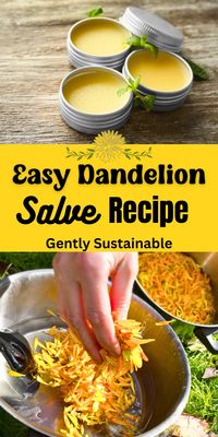 Dandelion is abundant in the springtime, why not make this easy and useful Dandelion Salve recipe?  With just a few ingredients, you can put those dandelions to good use right in your own kitchen! #dandelion #dandelionsalve #dandelionsalverecipe #dandelionuses @dandelionrecipes #foraging #herbalrecipes #herbalmedicine #herbalism #familyherbalism #naturalmedicine