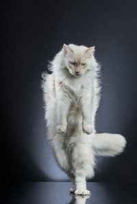 My Photo Series Featuring 35 Standing Cats