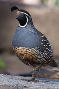 In Salt Lake these little birds are found in people's yards. They're so beautiful!