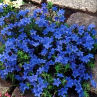 LITHODORA Heavenly Blue  (this ground cover has the MOST amazing cobalt blue color!)