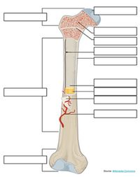 This activity was designed for remote learning as a drag and drop labeling of the long bone which includes structures like the periosteum, endosteum, spongy bone,  and compact bone.  This activity is available for free at biologycorner.comThe download includes the PowerPoint slides and a link to Google Slides, plus the answer key.