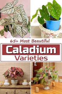 Here's an exclusive list of Most Beautiful Caladium Varieties you can grow in your home & garden to add color and drama that no other shade plant offers!