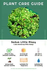 Little Missy (Sedum) Plants Care Guide for Beginners