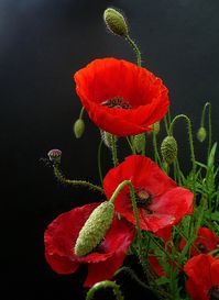 CORN POPPY Flower Coquelicot (kohk-li-koh) is a shade of red. The term was originally a French vernacular name for the wild corn poppy, Papaver rhoeas, which is distinguished by its bright red color, and orange tint. It eventually passed into English usage as the name of a color based upon that of the flower. The first recorded use of this usage was in the year 1795. Claude Monet painted Les Coquelicots or Poppies Blooming in 1873