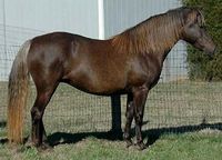 Foxton Frosty Dawn, 2002 silver dapple Morgan mare