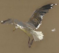 Jamie Wyeth - Gull about to Land, 2006