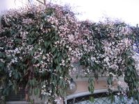 Clematis Apple Blossom: Klimplant van de maand maart - ClematisOnline Blog