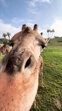 San Diego Zoo Safari Park     🦒 🦒 🦒