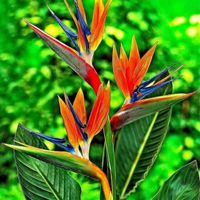 PRICES MAY VARY. Live Bird Of Paradise Plant, Orange Bird Of Paradise 4-6" Tall, No Pot Live Bird Of Paradise Plant, Orange Bird Of Paradise 4-6" Tall, No Pot