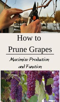 How to Prune Grapes: An Easy Method for Production and Function - Growing Wild Roots