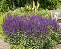 Salvia nemorosa 'Caradonna' bare roots — Buy Balkan clary online at Farmer Gracy UK