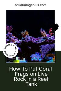 Adding corals to a tank can be a big decision. There’s a lot to plan such as lighting, flow and filtration. A big part of growing corals is attaching the first frags onto your live rock. How does this work? I’ve done a lot of research and am ready to share the answer with you.