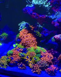 ocean flowers 🌺 #reef #reefkeeping #reeftank #reefporn #reefaquarium #reef2reef #reefer #allmymoneygoestocoral..... #coralreef #clownfish #zoa #zoanthids #reeftanksofinstagram #reefbuilders #reefjunkie #eatsleepreef #instareef #waterbox #marinetank #aquaforest #ghl #lps #sps #saltwatertank #fishtank #underwater #マリンアクアリウム #corals #aquariumsdaily #珊瑚