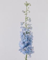 “Light blue clouds of delphiniums are a sight to behold ☁️☁️☁️