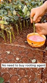 For a healthier garden feed your plants Rooted Leaf Carbon Based Fertilizers. Awesome video created by @vpvtdot22 #garden #gardening #plants #planting #gardeningtips #plantingideas