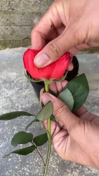 Imagine a garden adorned with the most exquisite roses, each one a masterpiece in itself. Try this new technique for growing some new rose plants and comment down if they worked out or if you got any of the roses from that plant as no need of any fertilizers in this process, you can grow these organically. Credits : @wahyu_bahtiar_official