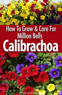 Calibrachoa Care - How To Grow Million Bells Flowers [UPDATED GUIDE]