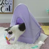 DIY T-Shirt Cat Tent : Create a cute and safe space just for your fur baby this Caturday.