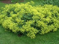 Alchemilla mollis (Lady's Mantle) | North Carolina Extension Gardener Plant Toolbox