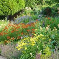 Great Companion Plants for your Daylilies